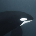 avatar ☆¡CHA✪S!★