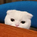 jessicafa