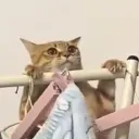jhonny5112