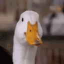 quacckss
