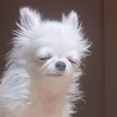 avatar ̲𝑇͟𝑜͟𝑠͟ℎ͟𝑖͟