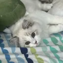 baocatthecat