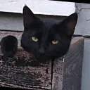 juniperandmyuglycat