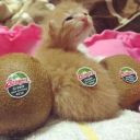 avatar Kiwi Kitten