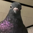 generalavoc