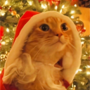 avatar 𝓝𝔂𝔁𝓪𝓻𝓪