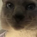 binkeindj
