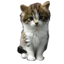 cats1762