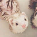 avatar ☆ karolcia ☆