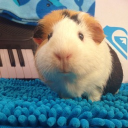 avatar guineapigmaster57