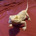 uchungu