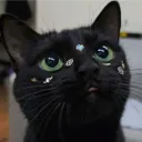 anemoilog