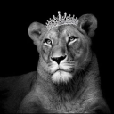 avatar 𝑲𝑶𝑲𝑰𝐙𝐀🍪🧸