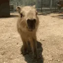 Аватар alexthermite