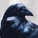 ravenuross