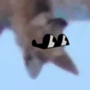 thefoxonstilts