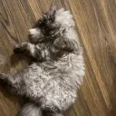 ahmed.9013