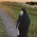 cappkipper
