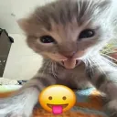 vitu.zk