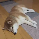 infinite_big_shiba
