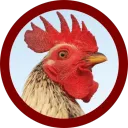ovenchicken