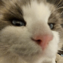 bma