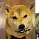 avatar Toji Fushidoggle