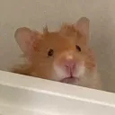 wufeii
