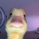 sebwwv