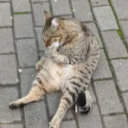 avatar Halaluyabubiruya