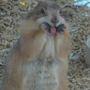 avatar Halaluyabubiruya