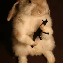 thesuaverabbit