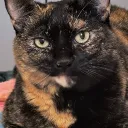 stinizel