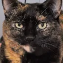 stinizel