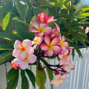 avatar 𝒥𝑒𝓈𝓈 💐