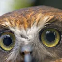 owlishfun