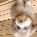 rufflez