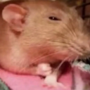 avatar CHOSEN BY GOD