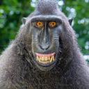 [1stCS] Pvt. Monkeychums