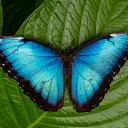 .butterflydreams