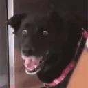 Image for didazoon