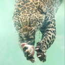 avatar ༚༻𝐿𝑒𝓁𝑒 ૮꒰ྀི∩´ ᵕ `∩꒱ྀིა༺༚