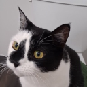 avatar ✧༺Phantasia༻✧