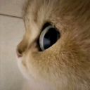 avatar 小玫瑰 ^ω^