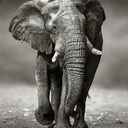thelephant