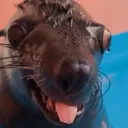 milacetious