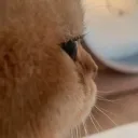 zng_0