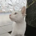 carbonara1732 avatar