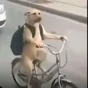 topalino.
