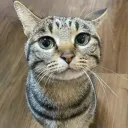 annasvirtual
